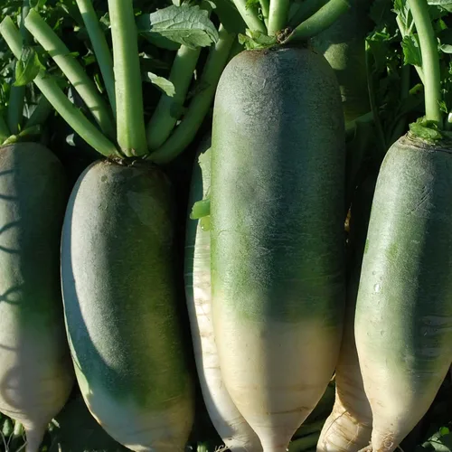 Semillas de rábano – chino – Luobo verde mejorado – 1 onza ~ 2100 semillas – Sin OMG, reliquia – Vegetales asiáticos de jardín y microverdes