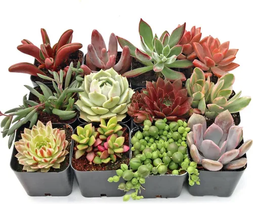 Mountain Crest Gardens Sweetheart - Paquete variado de suculentas – 12 plantas vivas en macetas de 2 pulgadas, roseta, arrastrado y vertical,