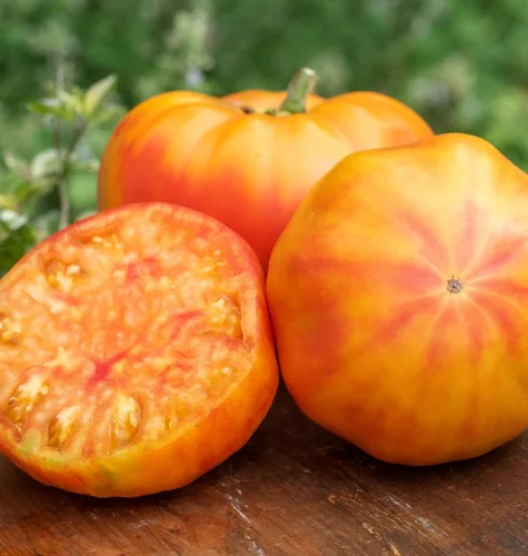 Miniatura 3 de Burpee 'Big Rainbow' Heirloom, Tomate Grande Beefsteak para Rebanar, 100 Semillas Sin OGM