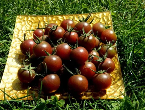 Miniatura 4 de 50+ Semillas de Tomate Cherry - Negro Vegetal