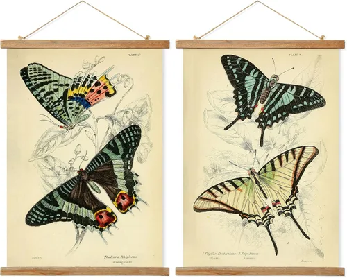 Miniatura 37 de Ovfovy Póster vintage de hongos con marco de madera, estilo retro de pintura botánica de pared, póster de tabla de referencia ilustrativa para sala