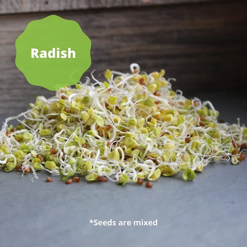 Miniatura 7 de Handy Pantry Mezcla orgánica de germinación de ensalada y microgreens – 1 libra – Mezcla de alfalfa, brócoli, lenteja, frijol mung y semillas