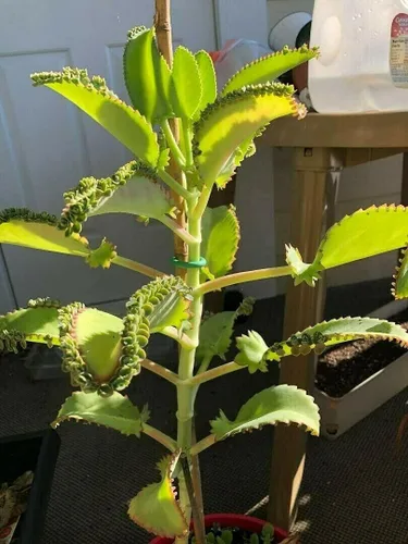 Miniatura 2 de 1 planta viva madre de miles Suculenta Kalanchoe Daigremontiana de 4 pulgadas Bryophyllum Daigremontianum 1 planta de sombrero mexicano