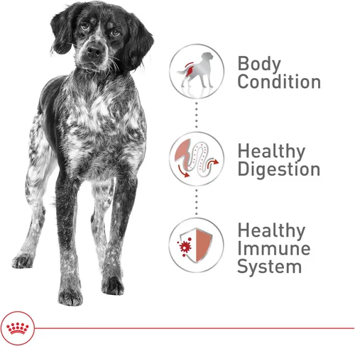 Miniatura 5 de Royal Canin Size Health Nutrition - Alimento seco para perros adultos medianos, bolsa de 4 libras
