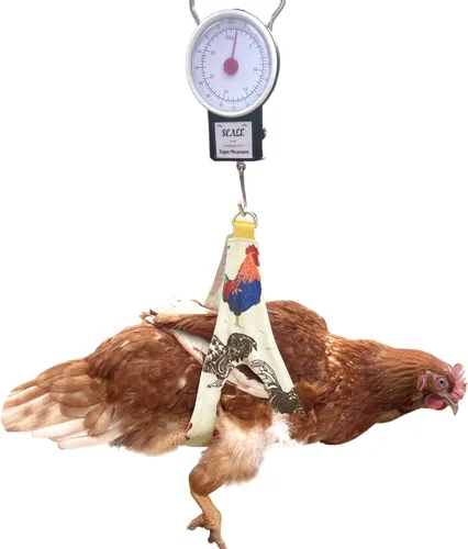 Miniatura 5 de Soporte de pollo con báscula de peso para gallos gallina polla aves de corral báscula de pesaje