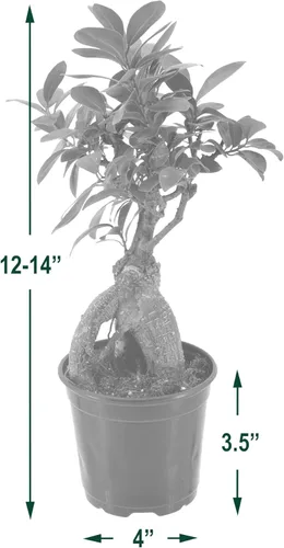 Miniatura 4 de Arcadia Garden Products LV61 Ginseng Ficus Live - Planta bonsái de interior en maceta de plástico de 4 pulgadas, verde, **Vendido por Amazon