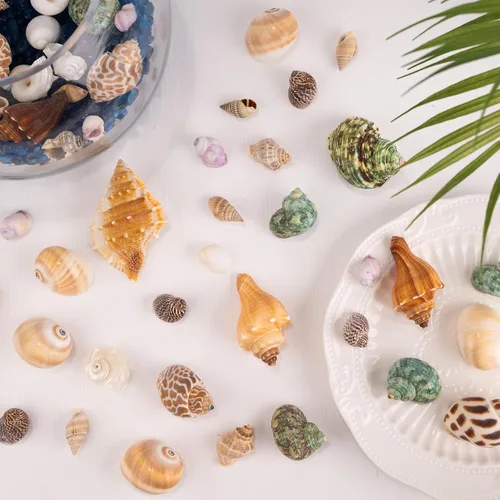 Miniatura 7 de Conchas de cangrejo ermitaño, 40 caracolas de mar naturales para conchas de repuesto y casas de cría de peces pequeños, tamaño de caracola