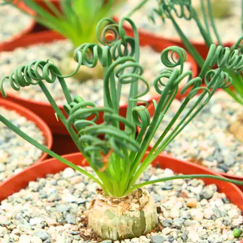 Albuca - Planta viva en maceta de 4 pulgadas, frizzle chisporroteando suculenta, planta de albuca de hoja rizada para cultivo en interiores