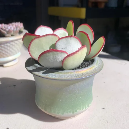 Miniatura 2 de Plantas Suculentas Vivas Echeveria 'White Eyebrow' 2 pulgadas Paquete de 3, Suculentas Verdes Raras Raíz Desnuda Sin Tierra de Maceta, Plantas Vivas