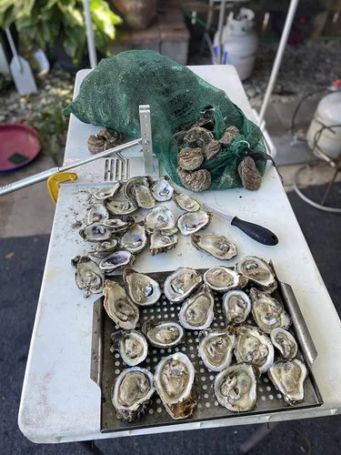 Miniatura 5 de Máquina Shucker de ostras, kit de shucking de almejas de ostras