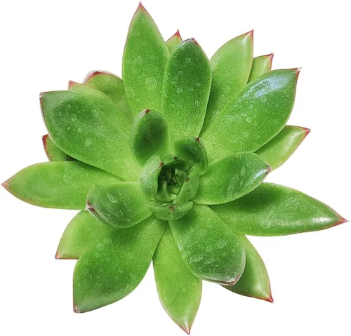 Echeveria Agavoides Christmas 2 pulgadas | Suculenta saludable Echeveria Live Easy Care planta interior casa, totalmente arraigada en tamaños de