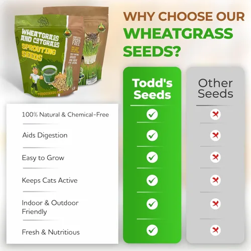 Miniatura 6 de Todd's Seeds Semillas de pasto de trigo; trigo rojo duro de invierno, sin OMG, sin químicos, alta germinación (1/4 libra)
