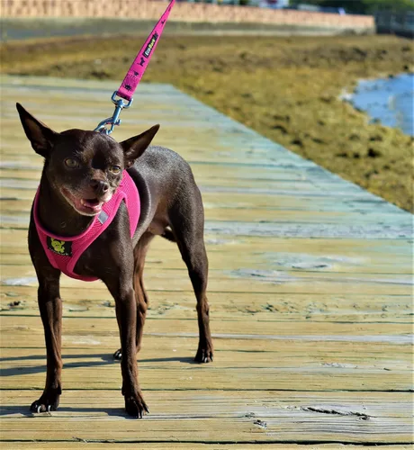 Miniatura 7 de EcoBark Arnés para perro – Arneses ecológicos para perros XXS, XS y pequeños – Chaleco de cuerpo pequeño reflectante y ajustable – Arnés de malla