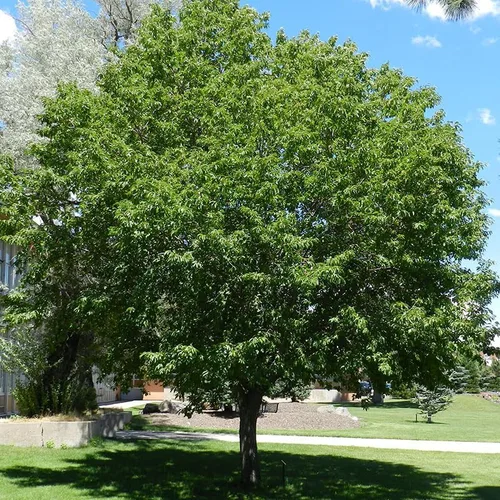 Miniatura 3 de América del Norte Semillas de cerezo negro, semillas de árbol Prunus serotina, cereza negra produce flores fragantes (150 semillas)