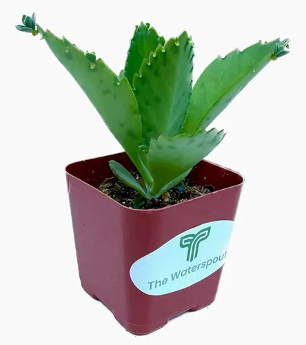 Miniatura 3 de Mother of Miles Mexican Hat Kalanchoe Diagremontiana - Planta suculenta viva en maceta de 2 pulgadas con tierra totalmente enraizada. Fácil