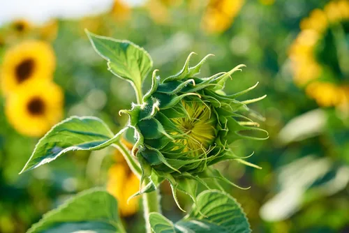 Miniatura 6 de Semillas de girasol gigante para plantar – Cultiva girasoles gigantes en tu jardín – 50 semillas de reliquia sin OGM – Instrucciones completas