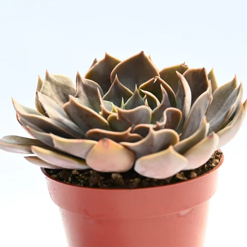 Miniatura 3 de Planta suculenta Echeveria viva - Suculenta Echeveria de 4 pulgadas totalmente arraigada (Echeveria Rob Royce)