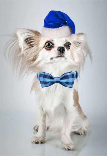 Miniatura 5 de Unique style paws Collar de perro de algodón con lazo, collar para cachorro con cuadrícula negra y azul para perros pequeños, medianos y grandes