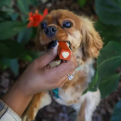 Miniatura 5 de ARK Naturals Protection Plus Pasta de dientes sin escobillas para razas pequeñas, bolsa de 12 onzas, masticable dental para perros con centro