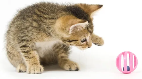 Miniatura 3 de Fashion's Talk Paquete de Valor de 12 Piezas Juguetes de Pelotas de Plástico para Gatos Pelotas de Celosía con Cascabel Sonajero Juguete de Gatito