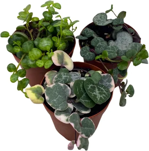 BubbleBlooms Juego de 3 macetas de 2 pulgadas para suculentas, la elección del cultivador puede incluir una cadena abigarrada de corazones,