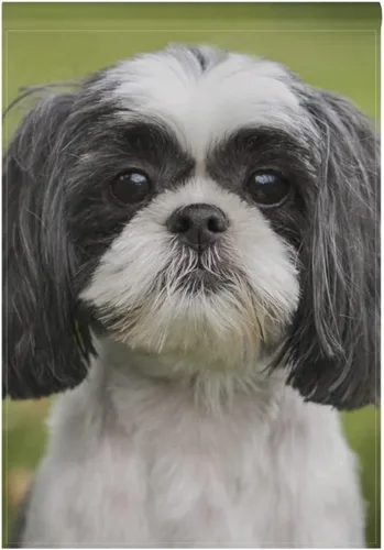 Hokkien Hermosa bandera de jardín de perro Shih Tzu de doble cara de 12 x 18 pulgadas, banderas decorativas de jardín pequeñas, decoración de césped