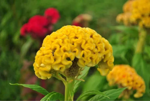 Miniatura 3 de Semillas mixtas (Celosia Cristata) – 300 piezas anuales, tolerantes al calor y la sequía Crestas onduladas exóticas, colores vibrantes