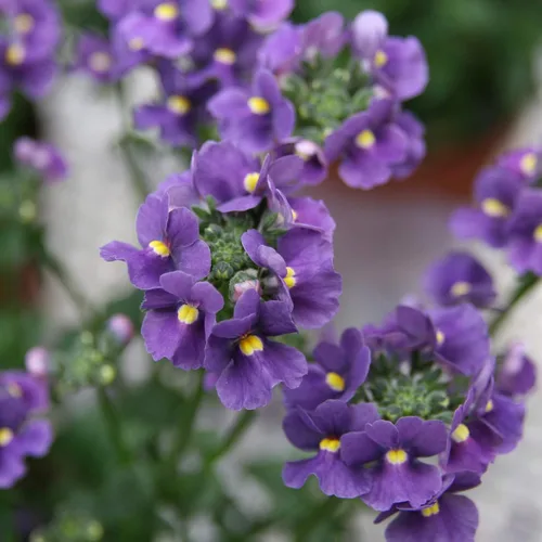 Miniatura 7 de Outsidepride Blue Gem Nemesia - 5000 piezas anuales, flores azules vibrantes, fáciles de cultivar, semillas de flores para cestas colgantes y bordes