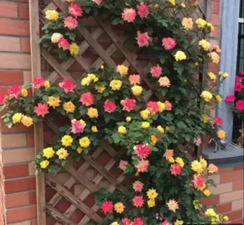 Miniatura 8 de 1000 semillas + Muti Color Mix Rose Seeds - Flores exuberantes, perennes, mariposa fragante trepadora de vid, semillas de flores. Semillas de rosa