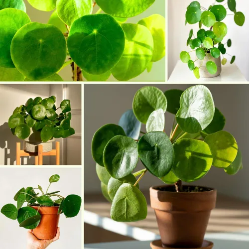 Miniatura 5 de Planta de dinero vivo, plantas Pilea Peperomioides, 5-7 pulgadas de alto, planta
