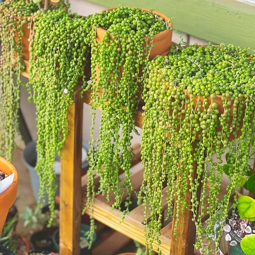 Miniatura 6 de Planta de cadena de perlas vivas para plantar, maceta de cadena de perlas, planta de cadena de perlas vivas, completamente enraizada, planta