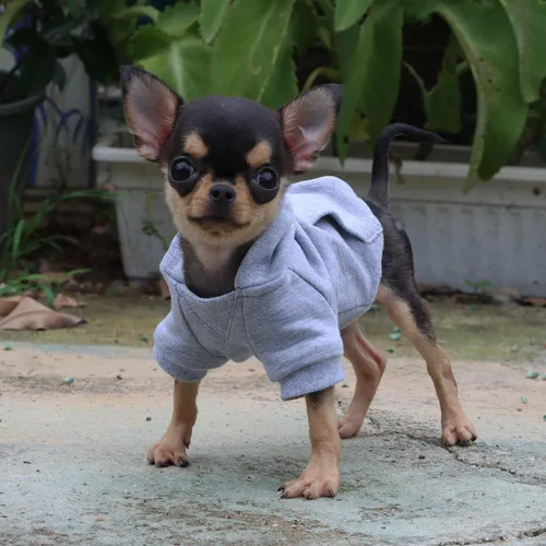 Miniatura 6 de LOPHIPETS Sudadera ligera de algodón para perros pequeños – Sudadera con capucha para chihuahuas, cachorros y razas juguetes - Gris/XS