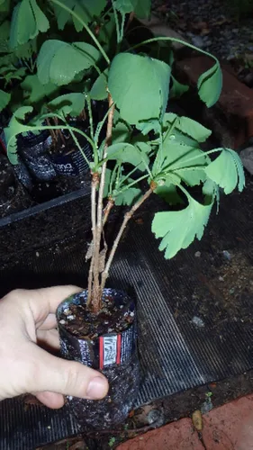 3 plántulas de Ginkgo Biloba 1 año Plantas, árbol más antiguo del mundo. Hoja dividida. Raíces envueltas