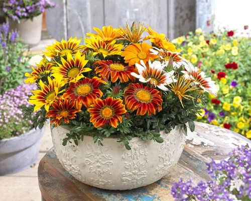 Miniatura 3 de Semillas Treasure Flower Mix African Daisy Gazania Flores perennes