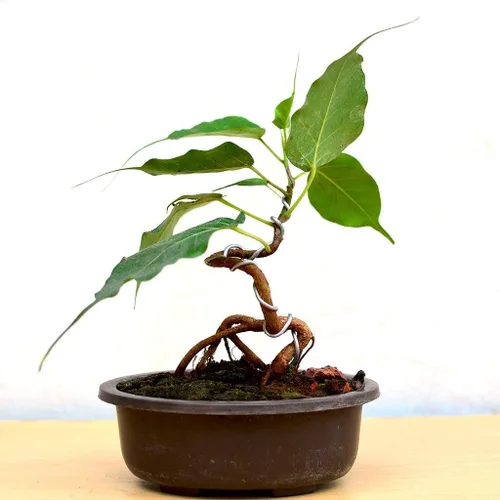 1104-Orchid, Pink Tree (Bauhinia monandra ) Semillas de Robsrareandgiantseeds UPC0764425786962 Sin OMG, orgánico, cultivador estadounidense,