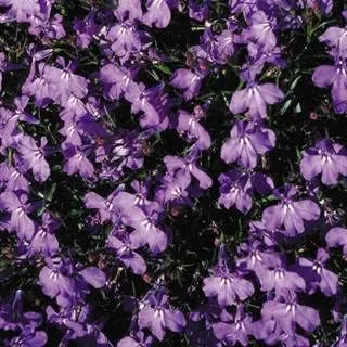 Park Seed Lobelia - Semillas de plantas de flores, fáciles de cultivar, perfectas para jardín de primavera, Crystal Palace, paquete de 20