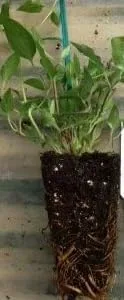 Miniatura 3 de Vid de trompeta flamenca - Campsis - Maceta de 2.5