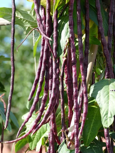 Miniatura 7 de Purple Yard - Semillas de frijol largo, más de 85 semillas, semillas de frijoles largos asiáticos, semillas de frijoles de espárragos, Phaseolus