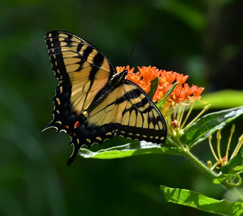 Miniatura 3 de Paquete de 25 Semillas Premium de Orange Milkweed (Asclepias tuberosa) Butterfly Lady's