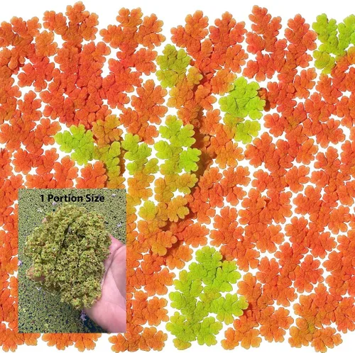 Miniatura 11 de Azolla caroliniana 10 + Plantas Vivas Flotantes Planta de Estanque Mosquito Helecho Agua Terciopelo Hada Musgo Acuario Estanques al aire libre
