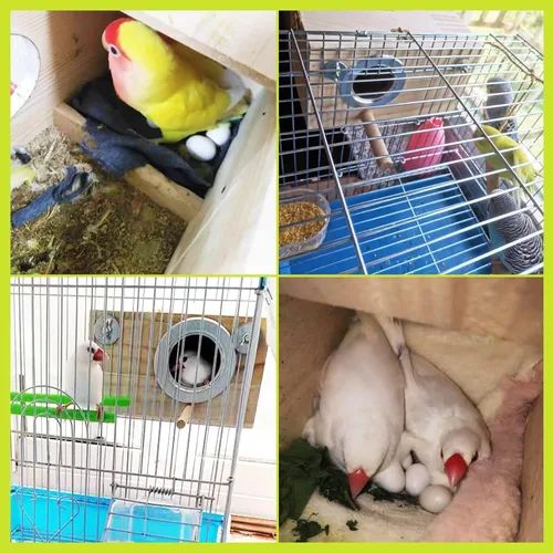 Miniatura 6 de kathson Caja nido de periquitos, casa de anidación de periquitos, cría de cacatúas, loros, caja de apareamiento para pájaros tortolitos pequeños