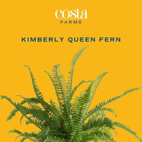 Miniatura 3 de Costa Farms Helecho Kimberly Queen, planta viva de interior, en maceta, de 2 a 3 pies de alto Helecho Reina Kimberly