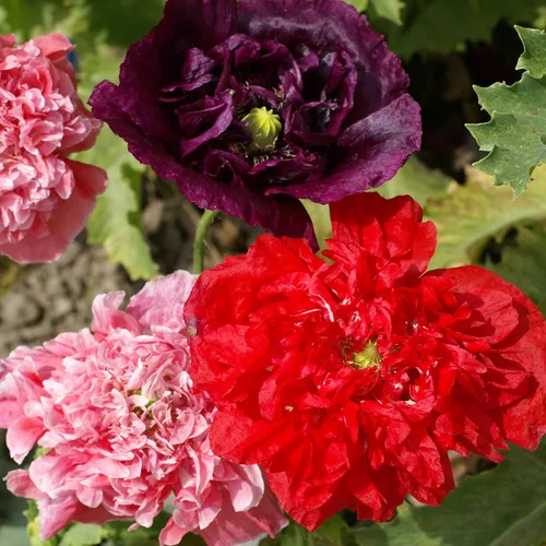 Miniatura 7 de Outsidepride Semillas de amapola de doble mezcla de peonía para plantar, 10,000 piezas anuales, tolerantes a la sequía y fáciles de cultivar