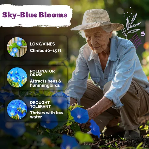 Miniatura 4 de KVITER 150 semillas de gloria de la mañana azul celestial a granel (Ipomoea Tricolor) - Paquetes de semillas de reliquia - Semillas de flores