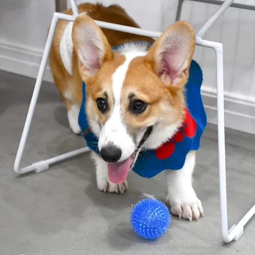 Miniatura 7 de SHARLOVY Bolas chirriantes para mascotas y cachorros pequeños, paquete de 6 pelotas TPR para perros con púas de goma TPR para perros, paquete de 6