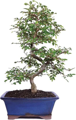 Miniatura 9 de Brussel's Bonsai Paquete de regalo de árbol de olmo chino vivo para exteriores, árbol bonsái pequeño, kit de bonsái con maceta de cerámica