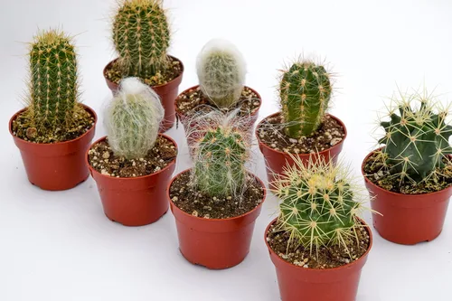 Cactus Plants Live - Plantas de cactus grandes surtidas de 4 pulgadas - Plantas de cactus en maceta totalmente enraizadas - Juego de plantas de