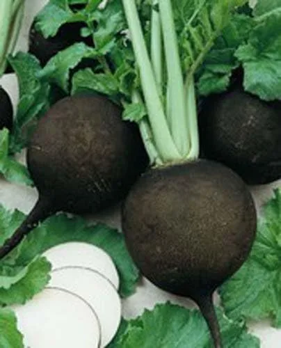 Miniatura 2 de Rábano negro español gran herencia vegetal de Seed Kingdom Bulk 8,000 semillas