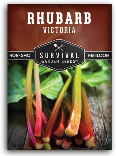 Victoria - Semillas de ruibarbo para plantar, vegetal perenne tradicional con tallos rojos agrios, plantas resistentes al frío para jardines