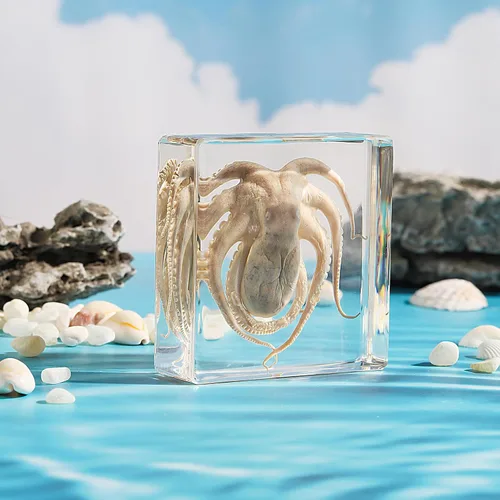 Miniatura 4 de Pulpo de taxidermia, especímenes de pulpo real, espécimen de animales en resina para educación científica en el aula, gran regalo para fanáticos